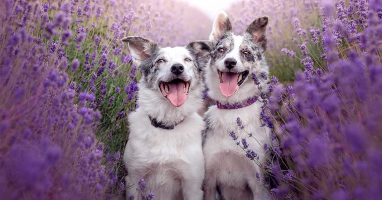 Alexandra Robins British Photography Awards 2019 nomination, ‘Lavender Princesses’