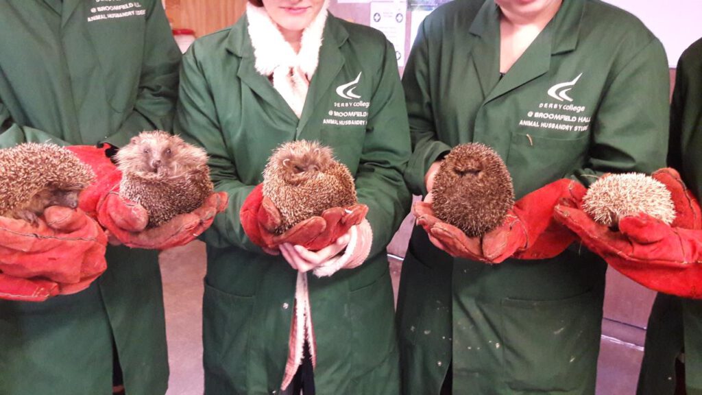 Animal Care students with Prickles (far left) and other resident hedgehogs at Broomfield Hall who are too injured to be released: Stevie, Peggy, Pogo, and Popcorn.