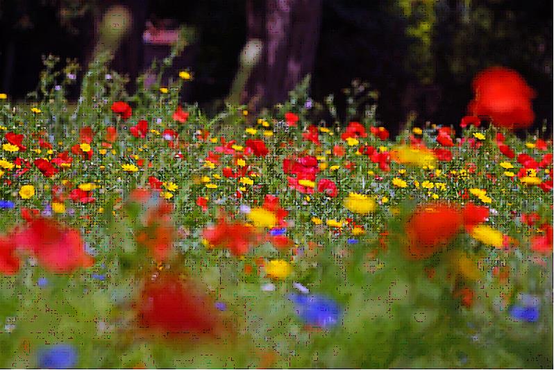 Wildflower meadow at St John’s College, University of Cambridge. Credit: Paul Everest.