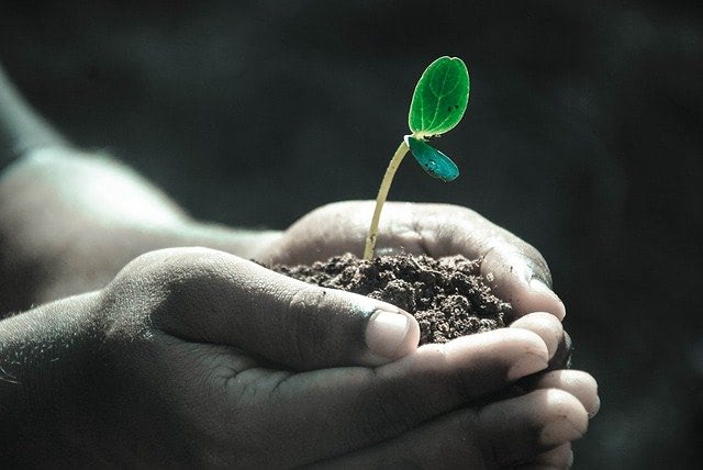 Person holding a plant