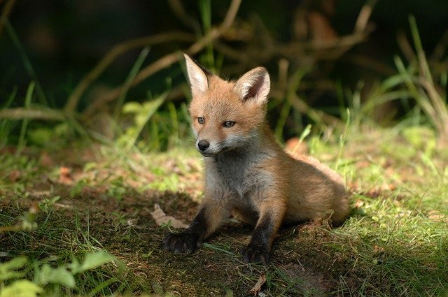 Wildlife Fox