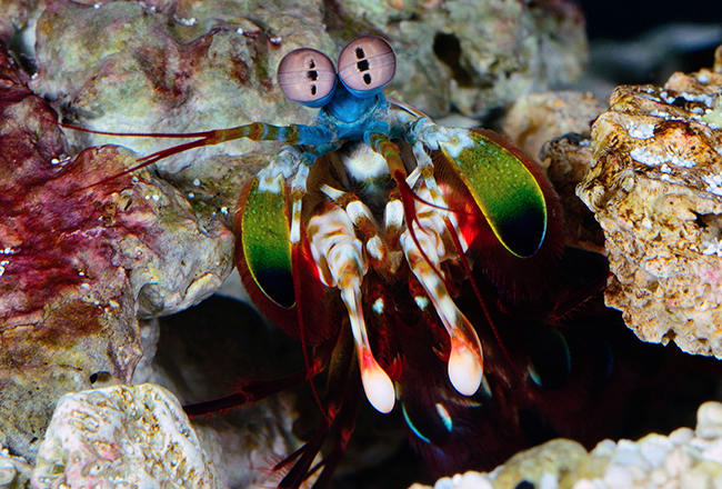 life-in-colour-body-image-shrimp