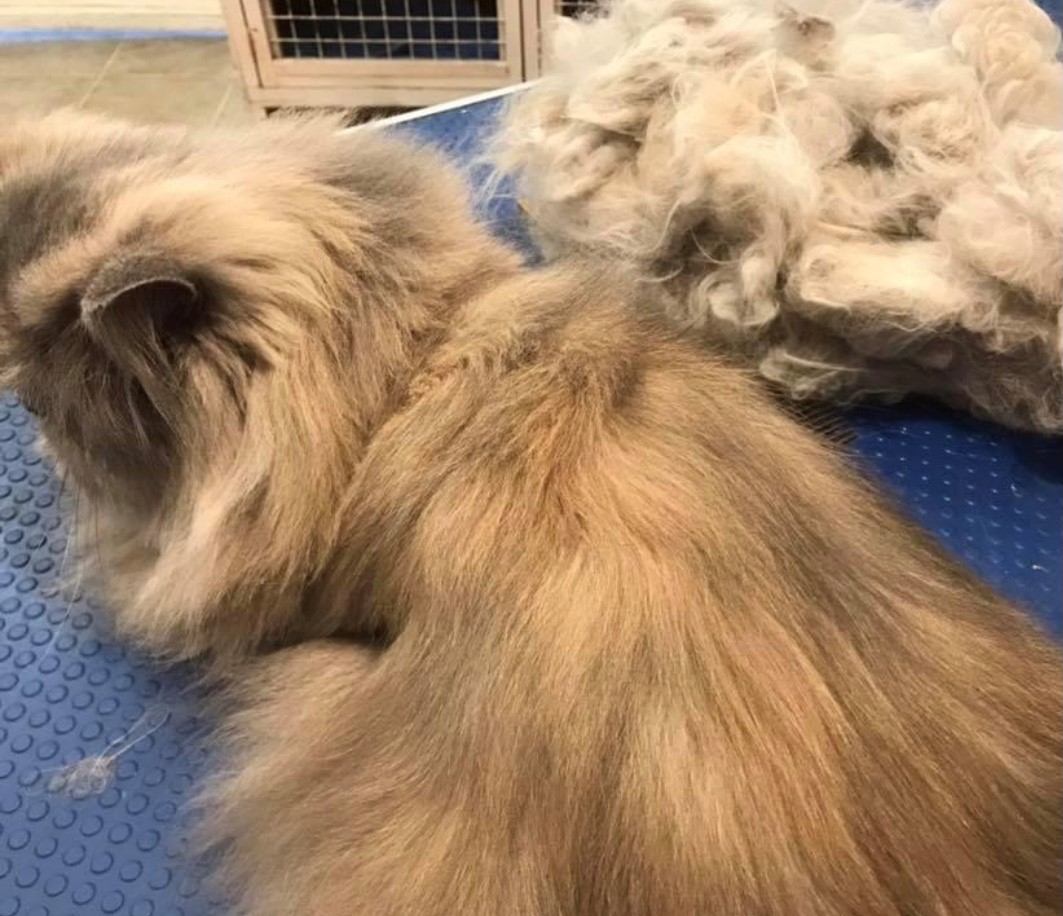 UK's first ever cat grooming qualifications launched to help drive up