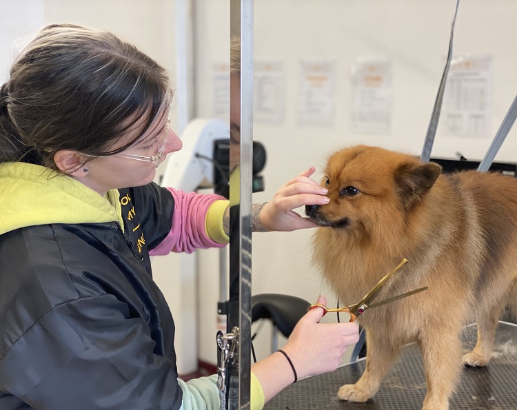 Jessy Brown dog grooming