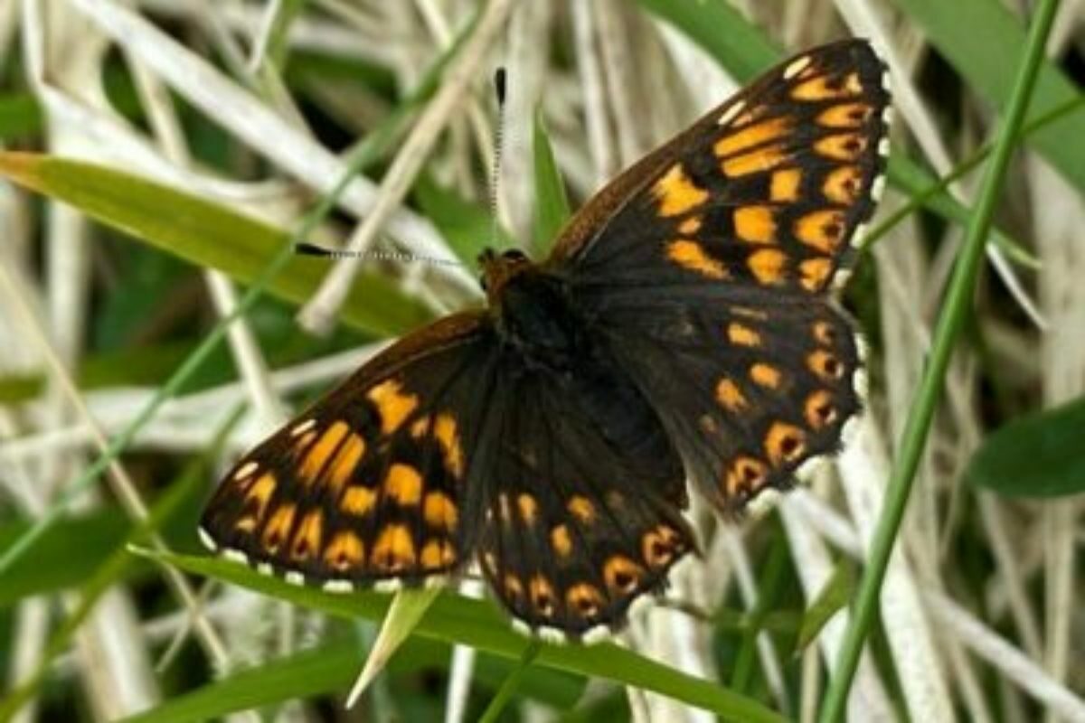 nationally rare Duke of Burgundy fritillary butterfly