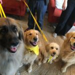 Four dogs from Therapy Dogs Nationwide are looking at the camera. Their tongues are wagging and they look happy.