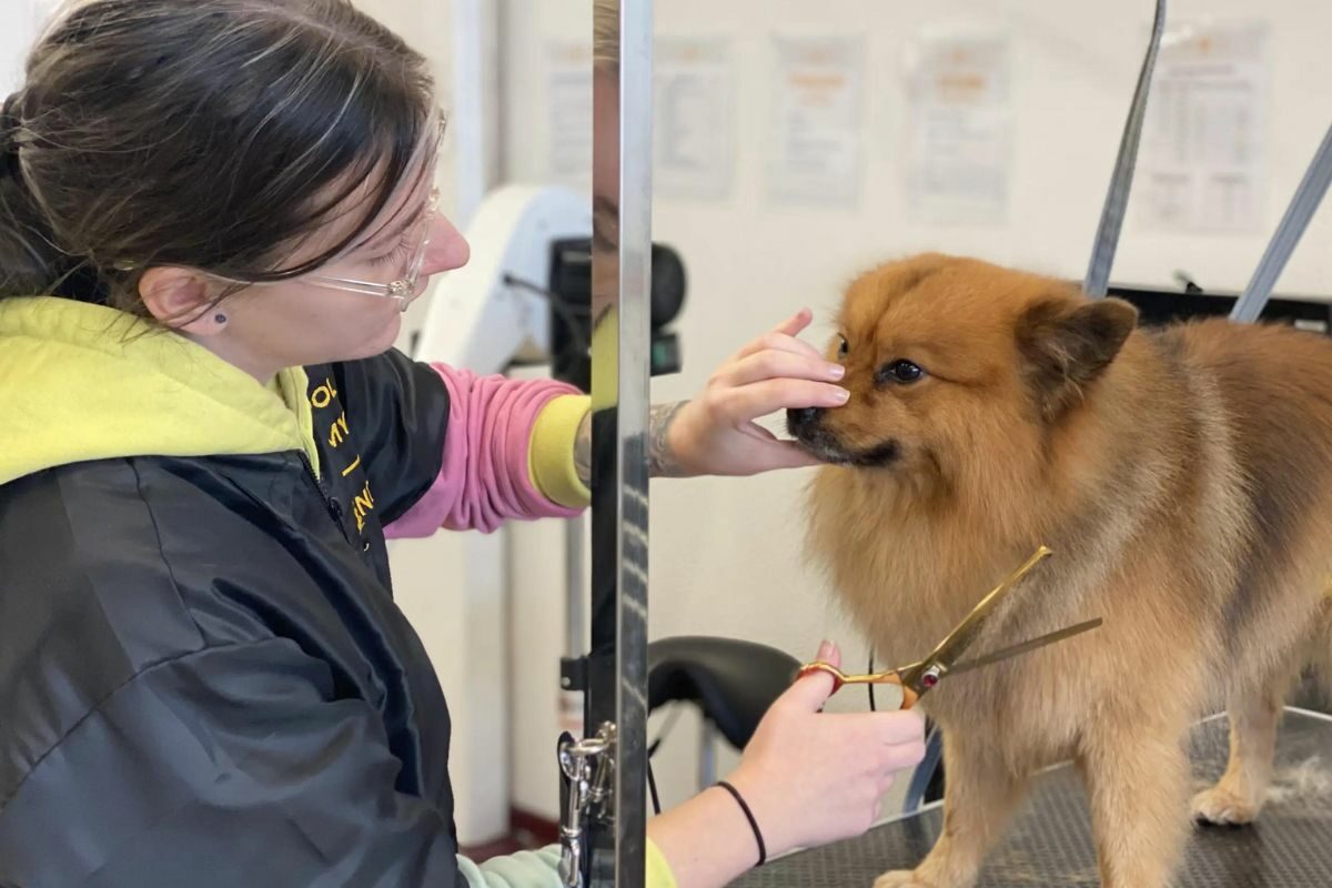 Tuition fees making your eyes water? Why not become a dog groomer instead?