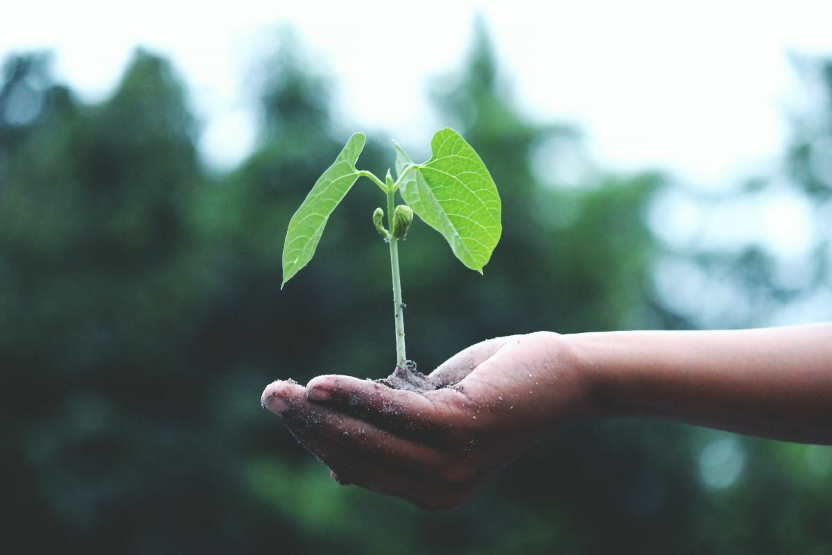 plant in hand