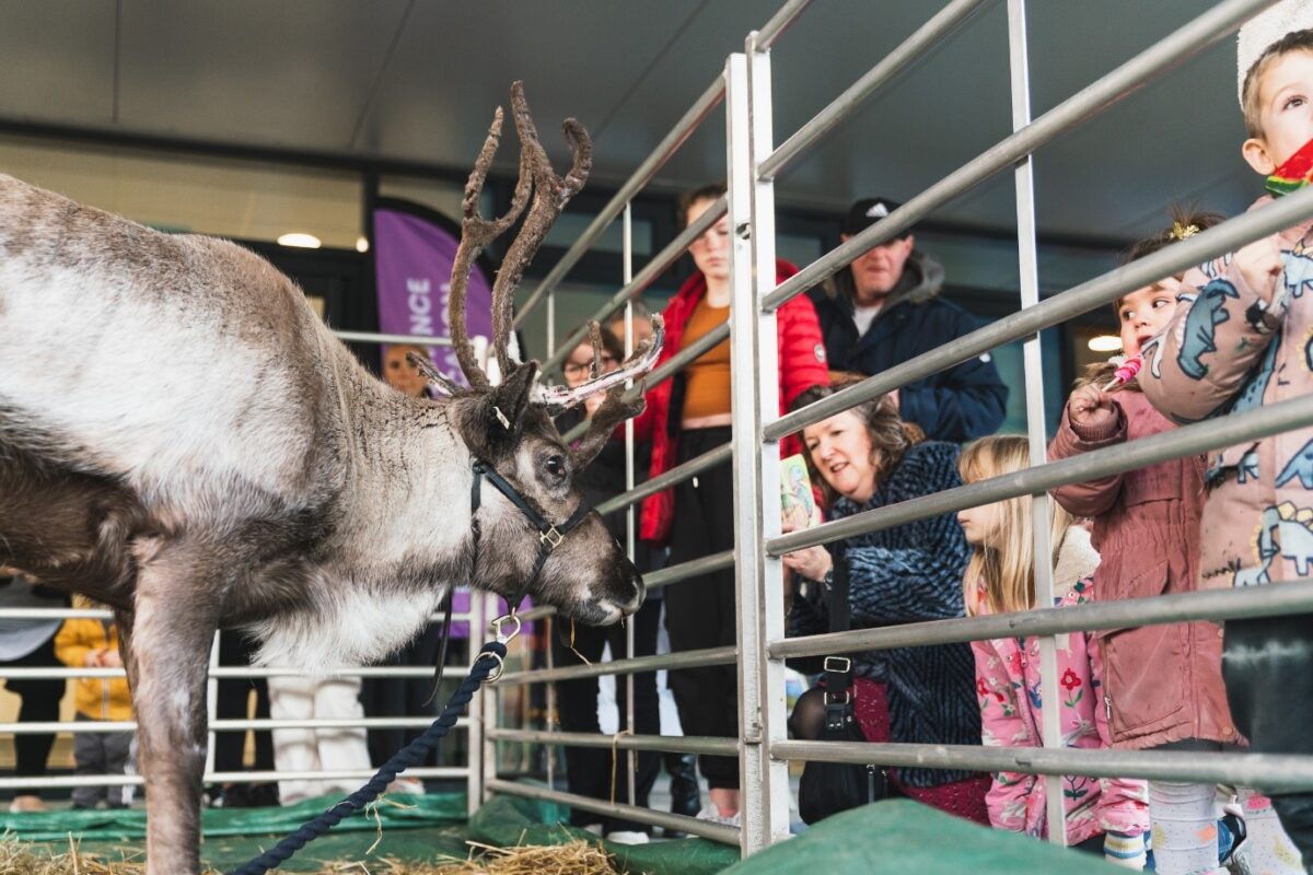 Reindeer at Burnley College
