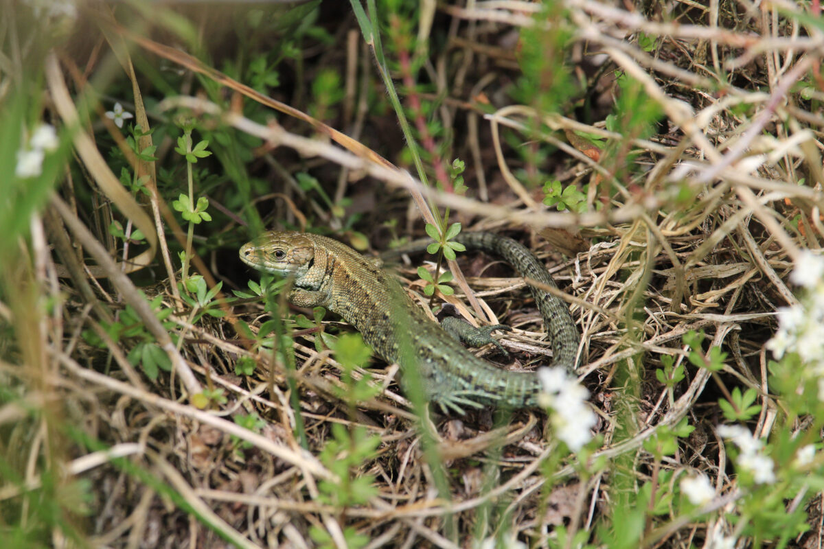 Small green lizard pictured in grass