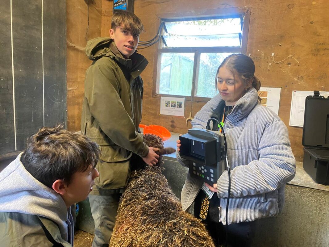 Merrist Wood Agriculture students using the college's new sheep scanner