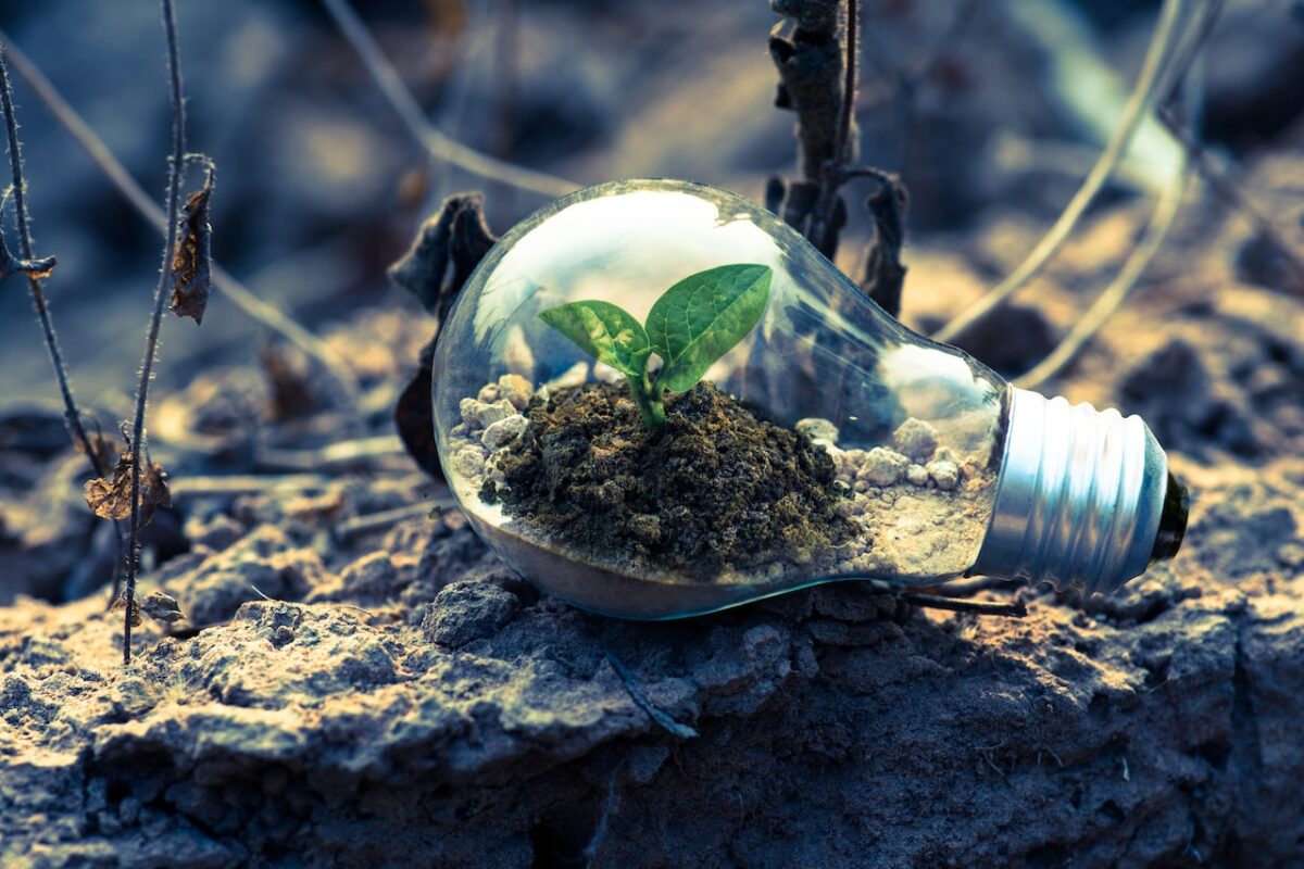 plants in light bulb