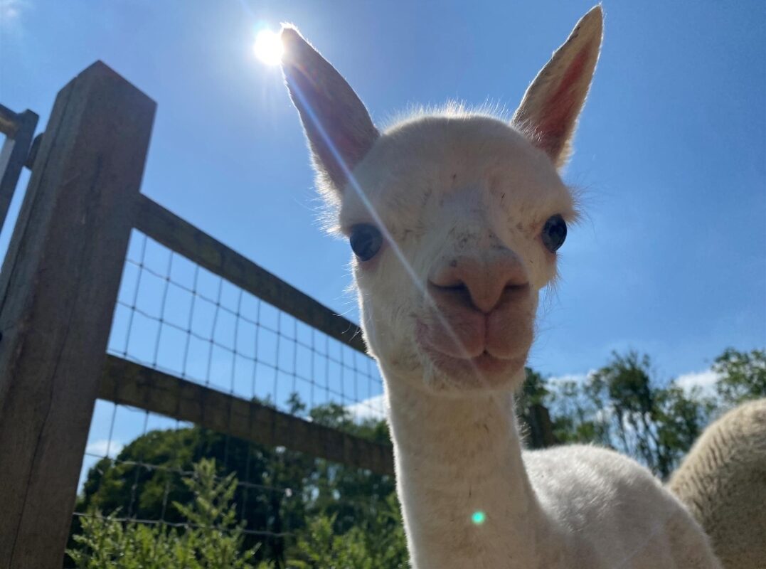 Maria - the first baby Alpaca to be born at Brinsbury College