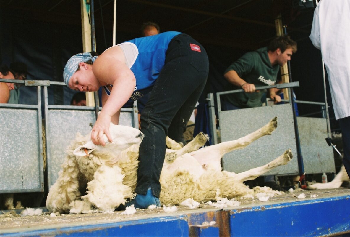 Picture of Una Cameron shearing a sheep