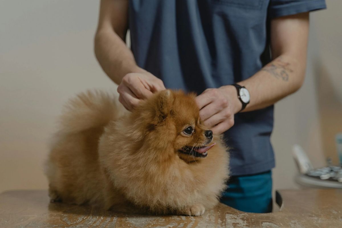 dog getting a haircut