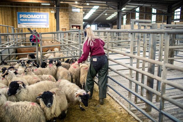 Craven-College-General-Farm-Worker-Apprentice-Emily-Smith-at-The-Auction-Mart-Skipton
