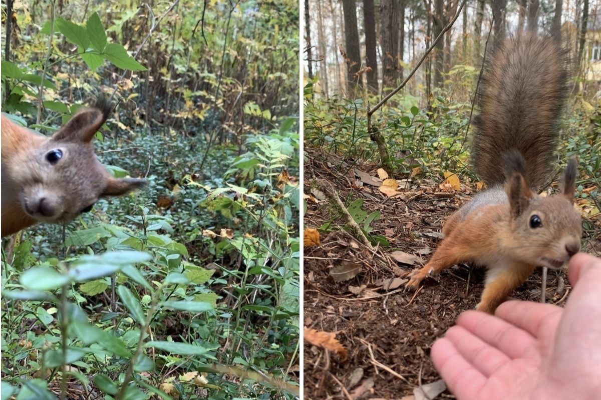 Squirrel, Pepe, monitored during the study.