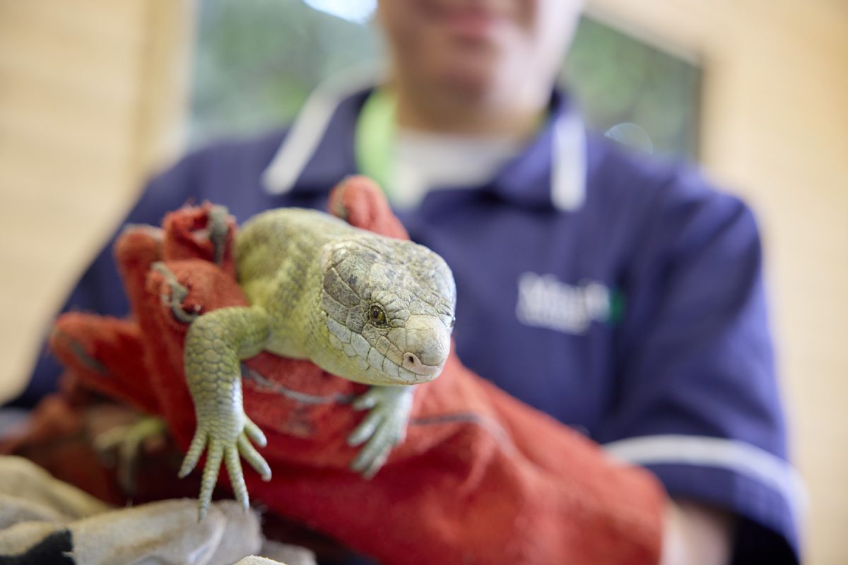 Moulton College offers a range of animal welfare, veterinary and zoology courses