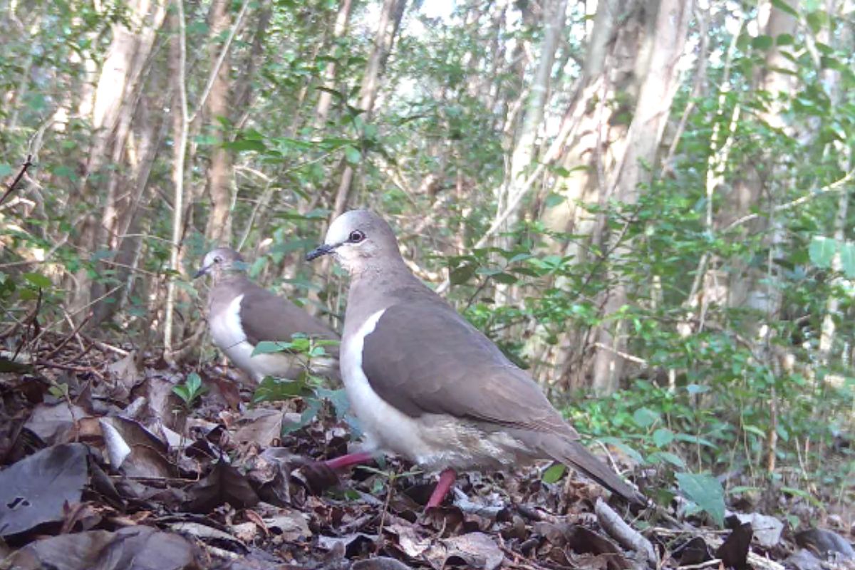 University research aims to save critically endangered Grenada Doves from going extinct