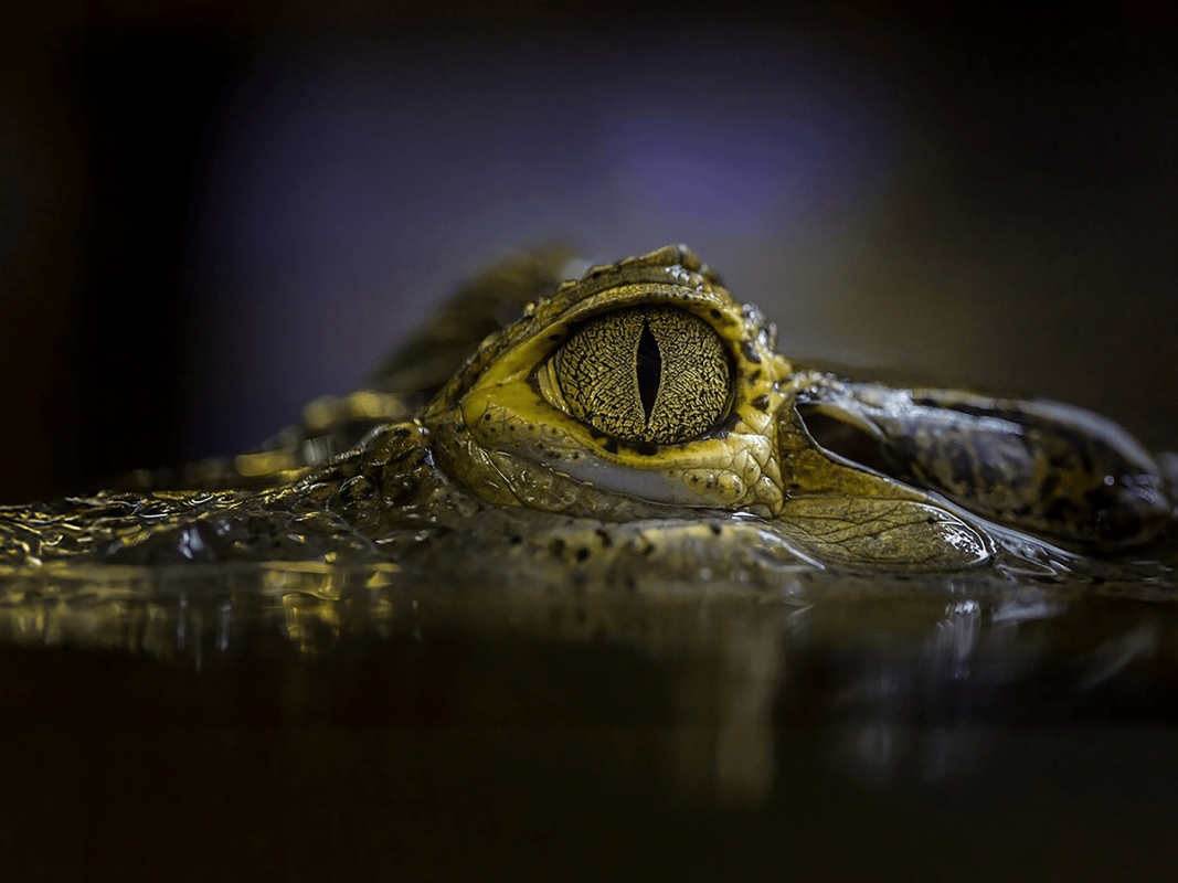 The eye of a crocodile can be seen emerging from water