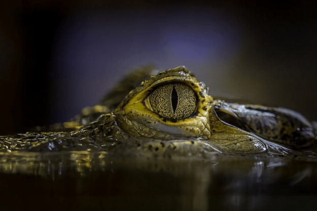 The eye of a crocodile can be seen emerging from water